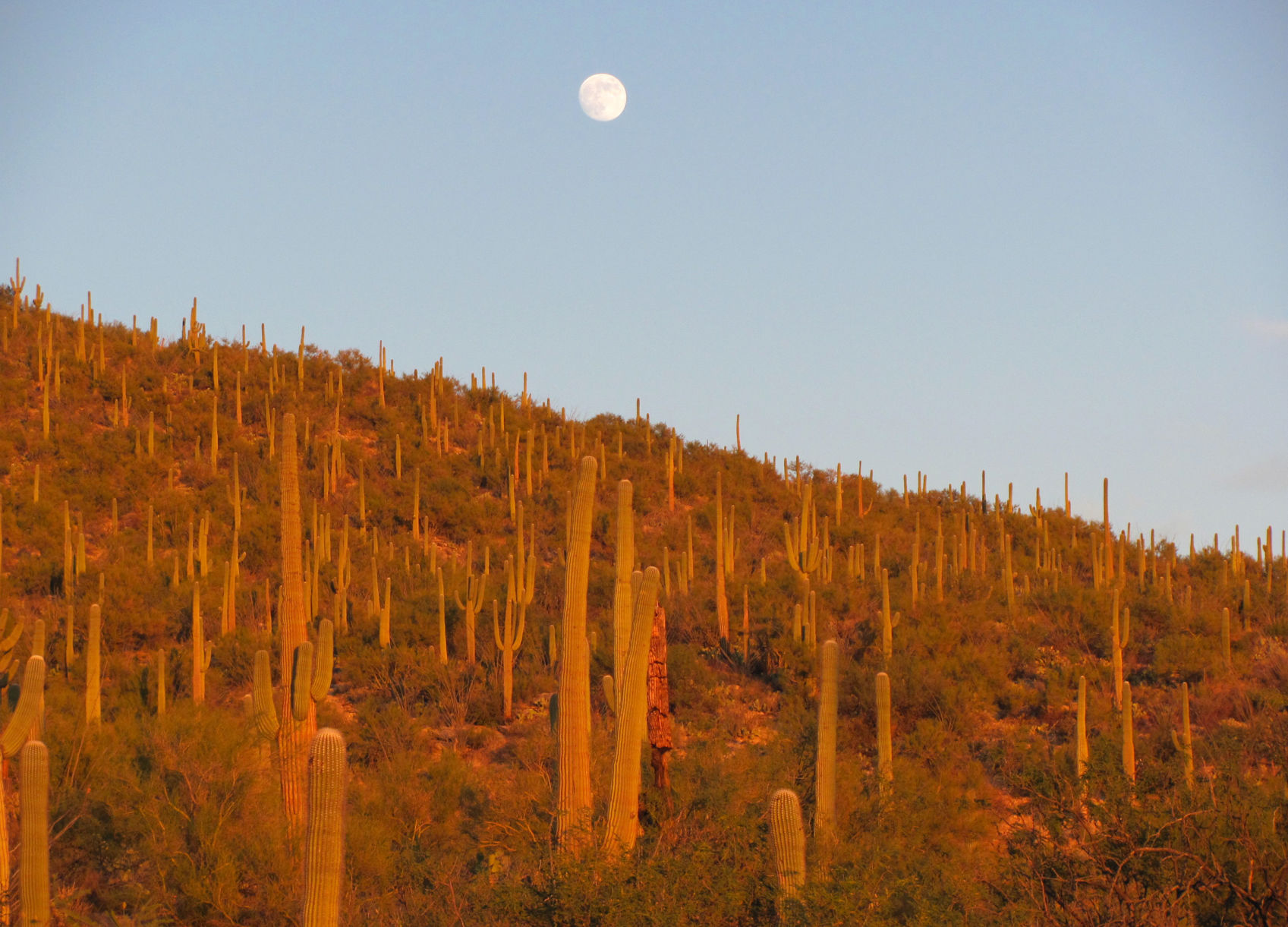Sabino Canyon Recreation Area, Tucson